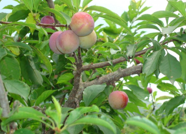 生鮮水果桃