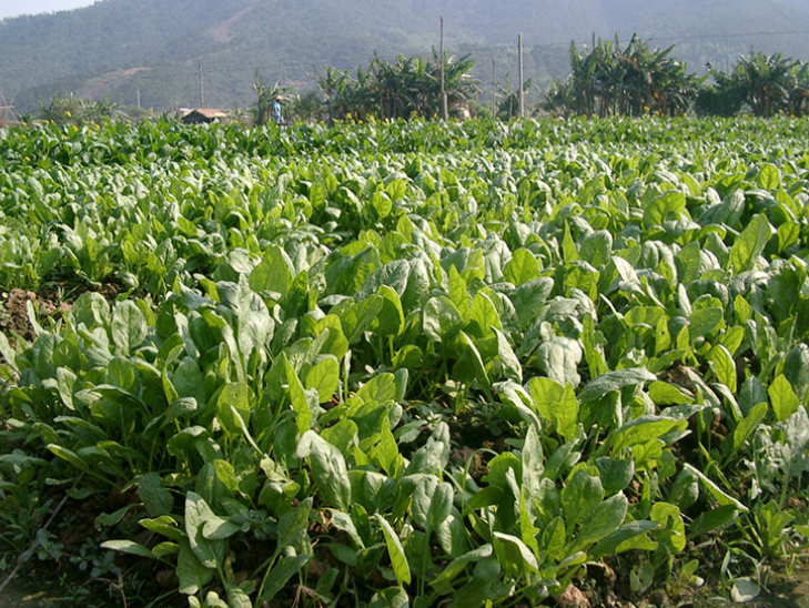 生鮮蔬菜采購渠道蔬菜基地