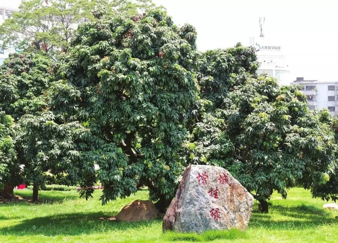 增城掛綠荔枝