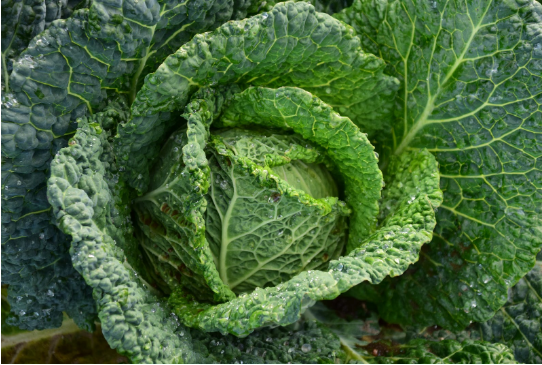 新鮮蔬菜食材